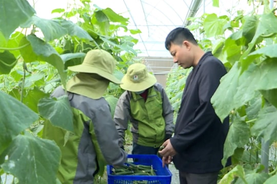 Xây dựng liên kết nông sản gắn sản xuất với thị trường