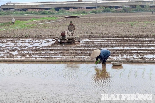 Gấp rút đổ ải để kịp vụ lúa xuân khu vực Kinh Môn