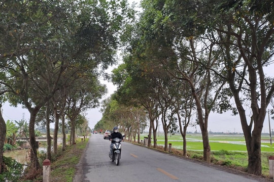 Cây xanh tô điểm làng quê Cẩm Giang