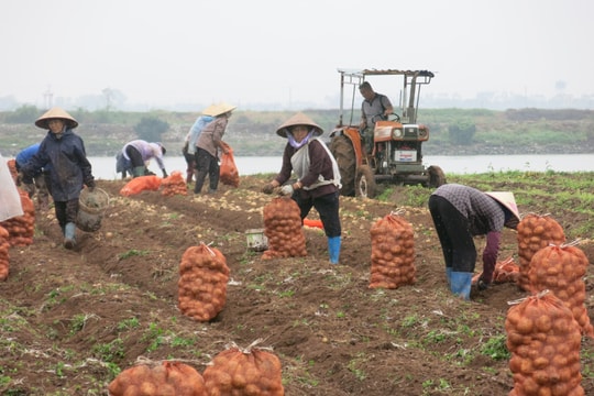 Khoai tây được mùa, được giá