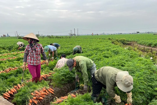 Nâng tầm thương hiệu cà rốt Hải Phòng
