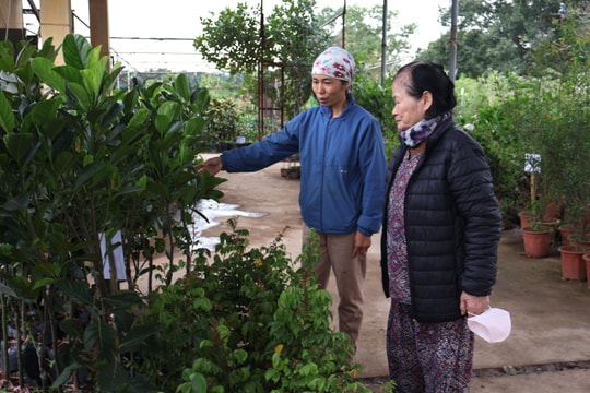 Nhộn nhịp bán những mầm xanh