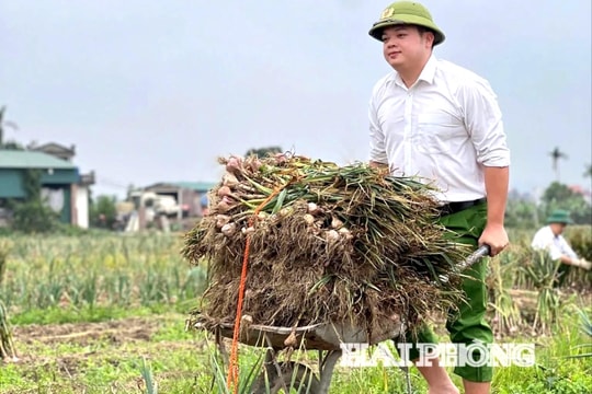 Tuổi trẻ Công an xã Nam An Phụ giúp dân thu hoạch hành, tỏi