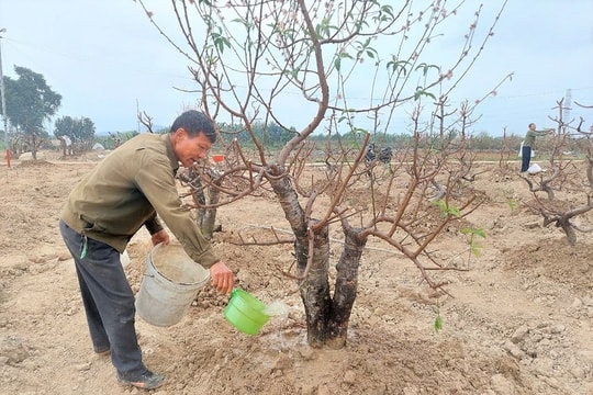 Phường An Dương hoàn thành trồng hơn 120 ha đào, quất vụ mới