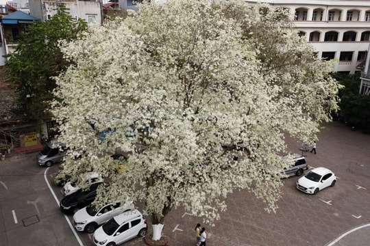 Hoa sưa và những dấu lặng thời gian