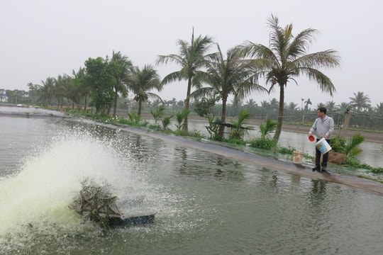 Chấn Hưng khai thác lợi thế bãi bồi ven sông, biển