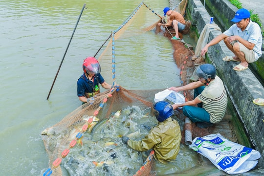 Nuôi cá nước ngọt ở Tòng Hóa