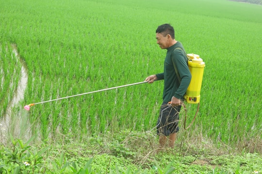 Hải Phòng cơ bản hoàn thành gieo cấy lúa xuân