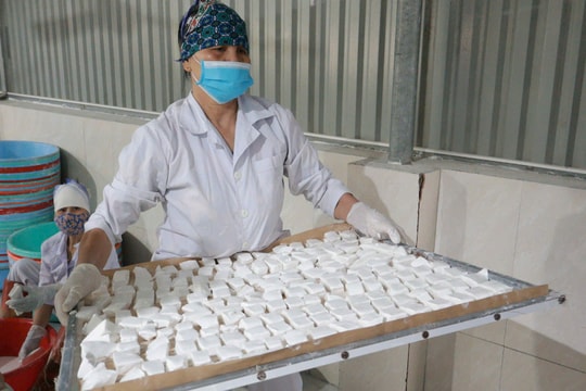 Nâng cao giá trị cây sắn dây nhờ liên kết sản xuất