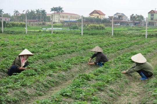 Thời điểm giao mùa, rau xanh bắt đầu tăng giá