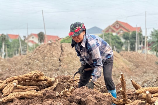 Sắn dây Kinh Môn khẳng định thương hiệu