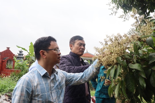 Phòng trừ sâu bệnh hiệu quả trên cây nhãn, vải