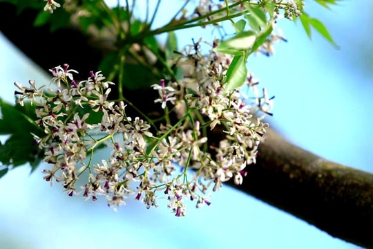 Dưới bóng hoa xoan