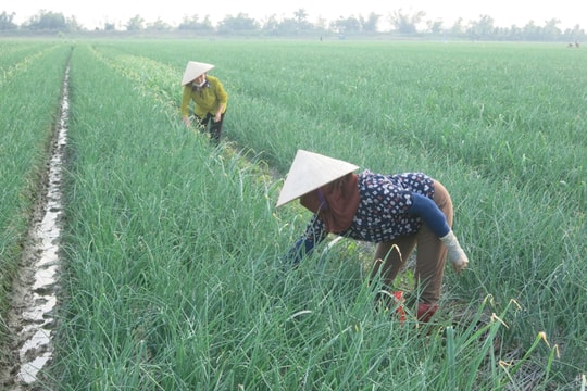 Gỡ khó cho nông sản thu hoạch cuối vụ đông