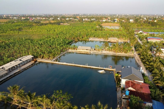 Khai thác lợi thế vùng đất ngập Hùng Thắng, Chấn Hưng