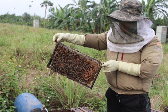 Tháng ba, 'mùa con ong đi lấy mật'