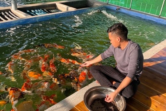 Ương nuôi cá koi trong ao đất ở Hải Phòng