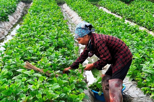 Cơ bản hoàn thành kế hoạch gieo trồng rau màu vụ xuân