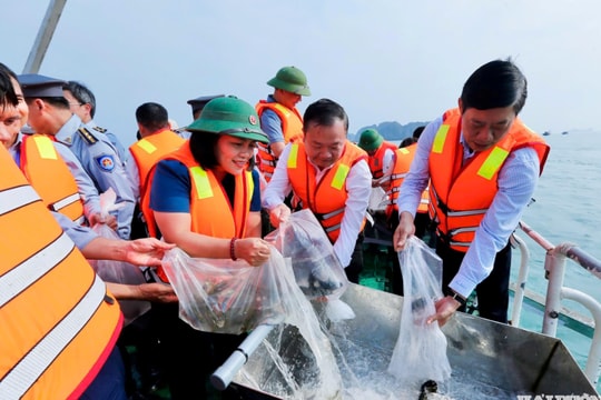 Thả hơn 1,3 triệu con giống thủy sản tại vùng biển Cát Bà