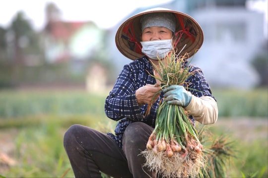 Sản lượng rau màu vụ đông ở Hải Phòng tăng 5,6%