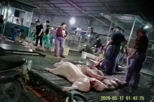 Thịt lợn bệnh, lương tâm và lợi nhuận