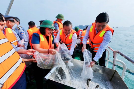'Tiếp sức' cho vùng biển di sản Cát Bà