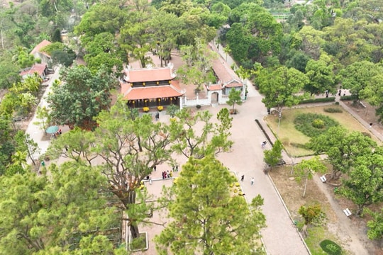 Gắn biển định danh cho cây thông cổ thụ tại di tích Côn Sơn