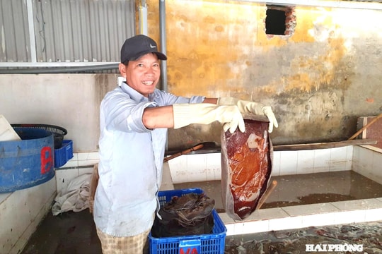 Về Đồ Sơn mùa sứa đỏ