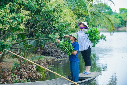 Xã Thanh Hà thành lập 18 tổ sản xuất vải xuất khẩu
