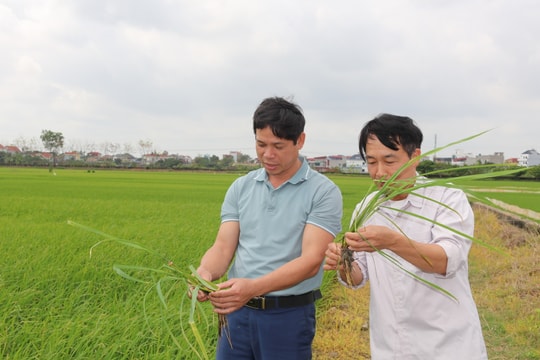 Gần 500 ha lúa xuân bị sinh vật gây hại