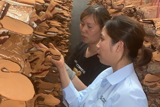 Chị Hoạ giúp nông dân làm giàu từ nấm linh chi