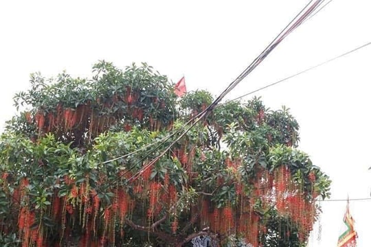 Huyền tích ba khúc gỗ hóa thiêng nơi đền Mẫu Vừng