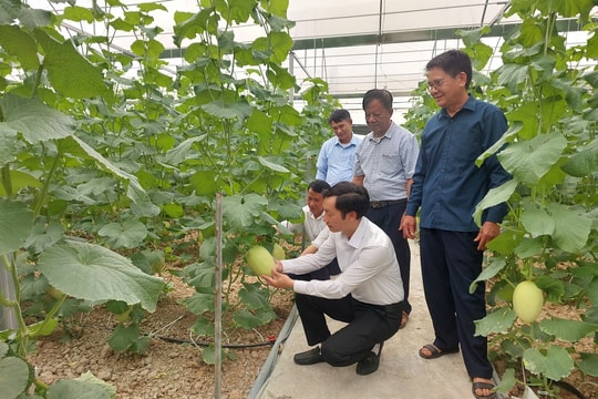 Phát triển nhà màng, nhà lưới ở Vĩnh Lại