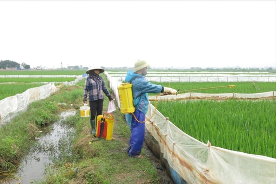Phòng trừ sâu cuốn lá nhỏ, bệnh đạo ôn gây hại trên lúa xuân