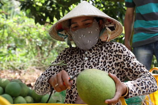 Australia announces import conditions for Vietnamese pomelos