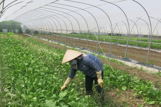 Giá trị sản xuất ngành trồng trọt tăng 2,68%