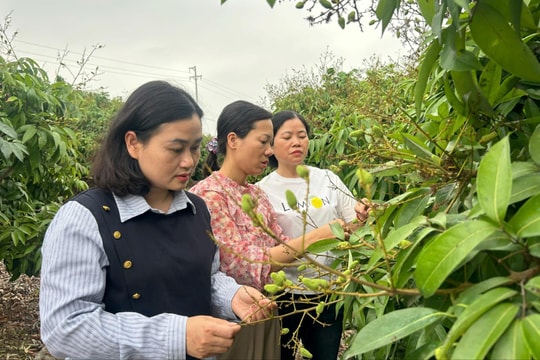 Sản lượng vải của Hải Phòng dự kiến đạt khoảng 55.000 tấn