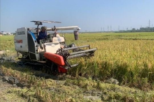 Tuyển chọn giống lúa từ thực tiễn đồng ruộng