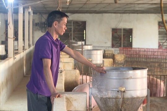 Giá lợn hơi tại Hải Phòng giảm