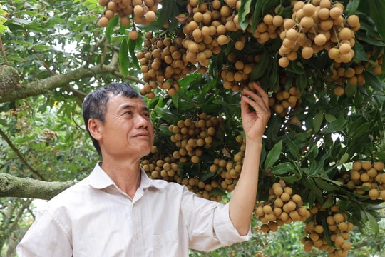 Một nông dân ở Hải Phòng 'đánh thức' mùa nhãn sớm