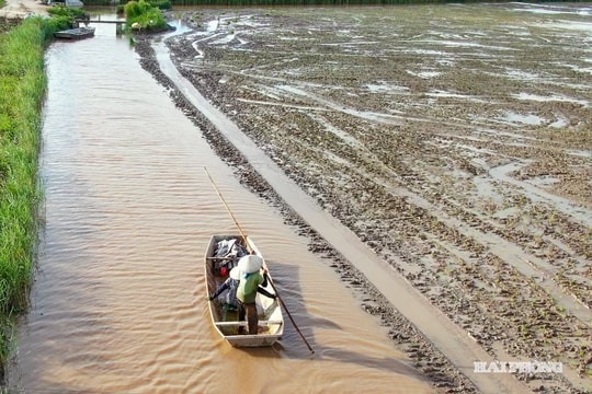 Đưa gạo hữu cơ ruộng rươi ở Hải Phòng ra thị trường quốc tế
