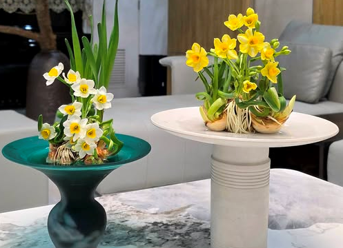 Chắp cánh cho thú chơi hoa thủy tiên bền lâu