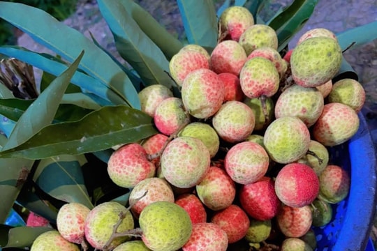 Vải u trứng trắng xã Hà Đông bán gần 100.000 đồng/kg