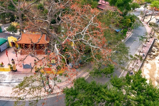 Mùa hoa gạo