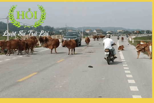 Quy định xử phạt khi thả rông trâu, bò trên đường giao thông