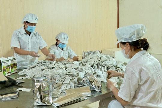 Nâng tầm nông sản địa phương ở Hải Phòng