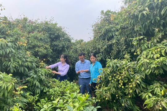 Giữ thương hiệu vải thiều Thanh Hà từ khâu chăm sóc