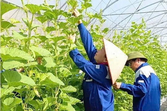 Đào tạo nghề cho lao động nông thôn - Nâng cao thu nhập, giảm nghèo bền vững