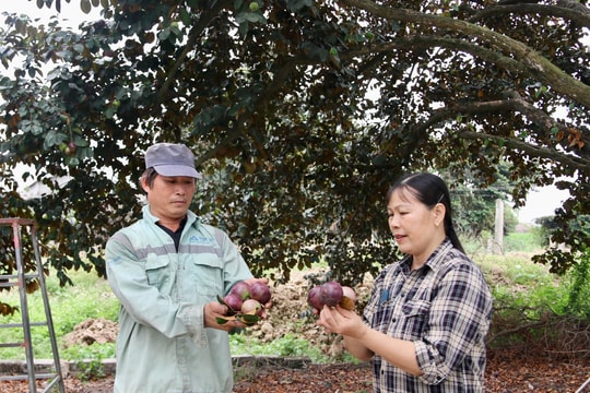 Vú sữa An Lăng được mùa, giá cao