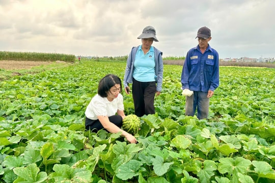 Hội Nông dân phường Hưng Đạo giúp hội viên làm kinh tế